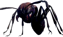 Giant Ant