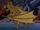 Swamp Bat