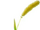 Foxtail