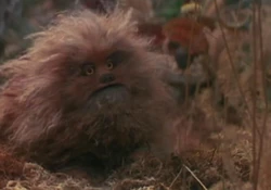 Fizzgig in his natural habitat