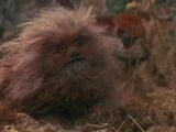 Fizzgig