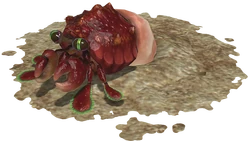 Hermit crawmad