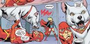 Supergirl's Dog