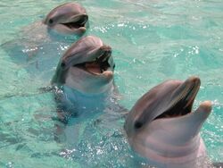 Dolphins