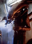 Xenomorph1979.jpg (107 KB) Human