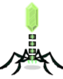 Phage.png
