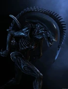 AVP Drone.jpg (22 KB) Drone