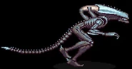 ArachnoidXenomorph.png (45 KB) Arachnoid