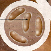 SaturnianBacteria.png