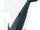 Kurav Wind Whale