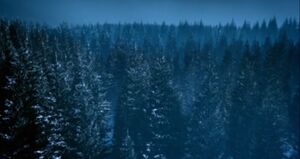 AndrozaniPineTrees