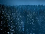 Androzani Pine Tree