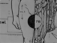 Remulakian Male Anatomy: Pelvis and Thighs