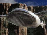 Sky Whale