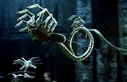 Facehuggers