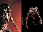 Male Species.jpg (10 KB) Patrick Ross's quadrupedal form (model)