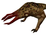 Bullsquid