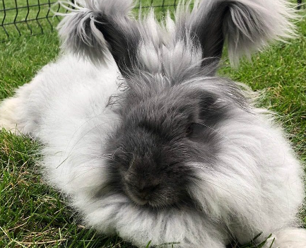 Angora rabbit - Wikipedia