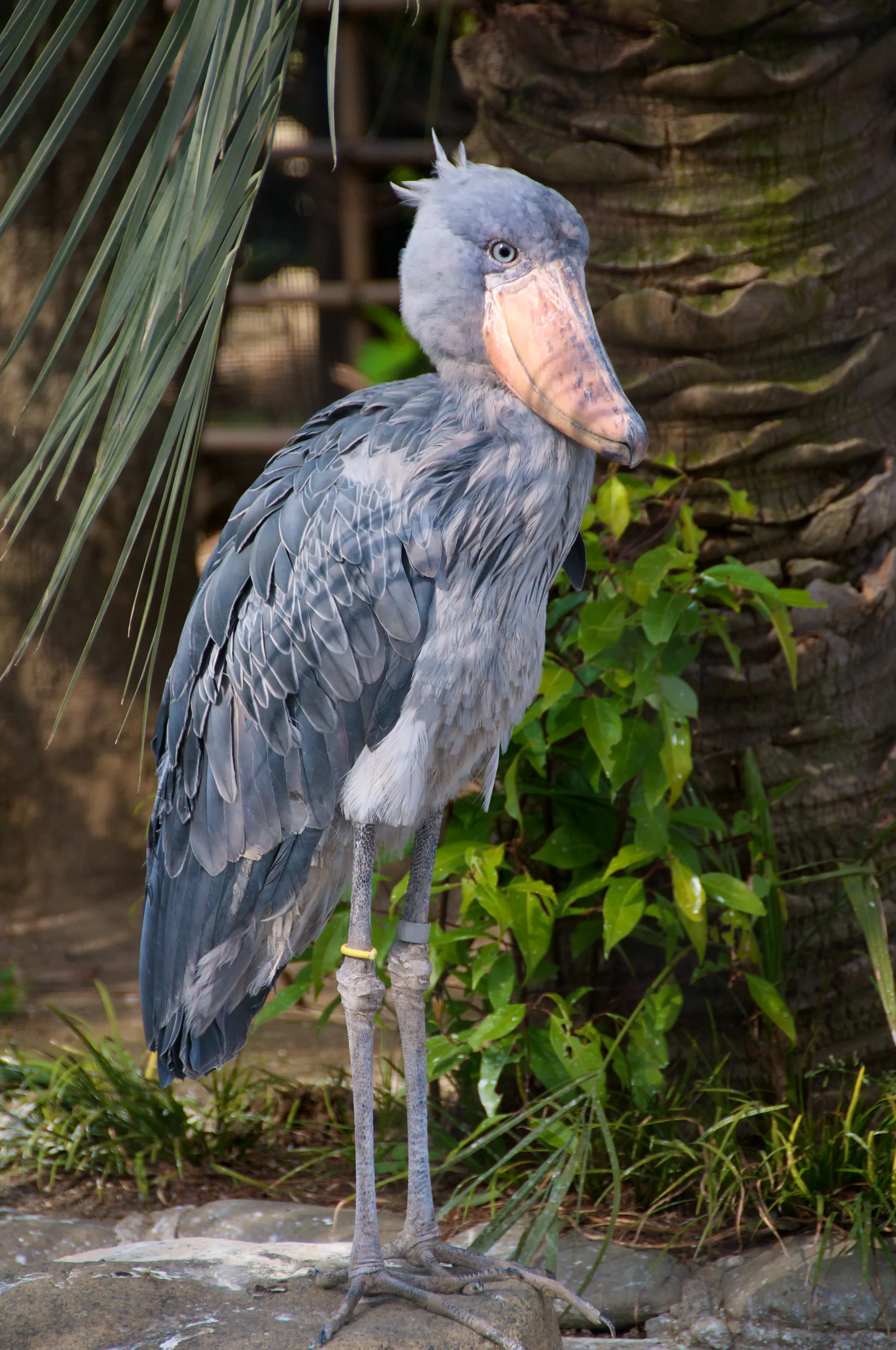 特撮 Shoebill Shoebill - Balaeniceps rex - Observation.org