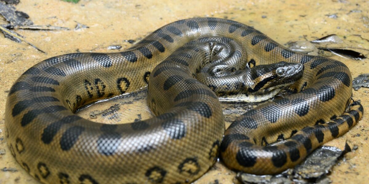 Green Anaconda | Animals Wiki | Fandom