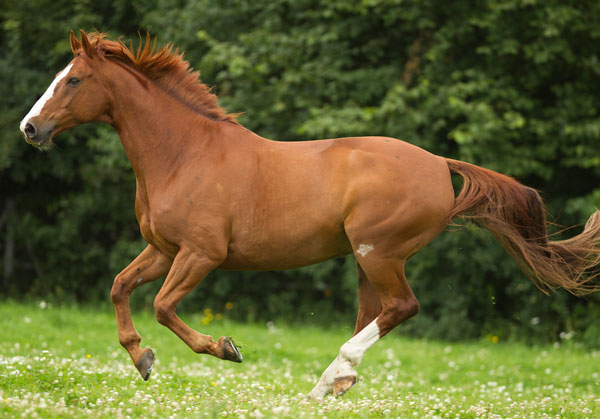 Domestic Horse | Animals Wiki | Fandom Domestic Horse | Animals Wiki | Fandom