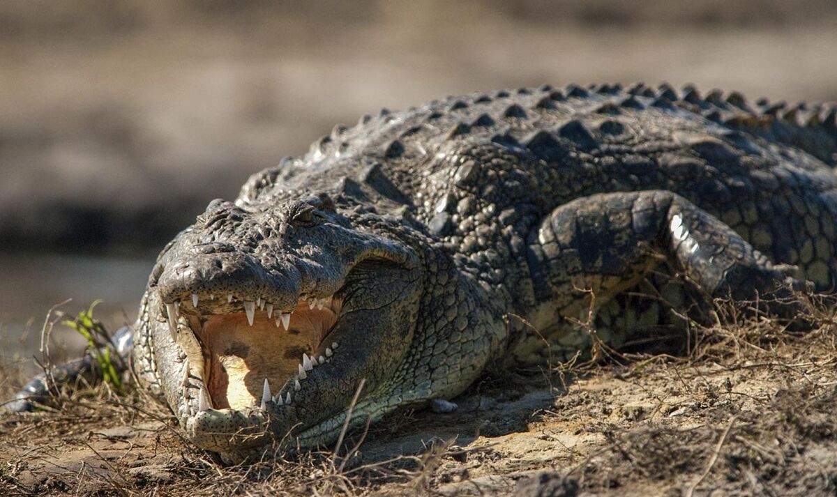 Nile Crocodile | Animals Wiki | Fandom