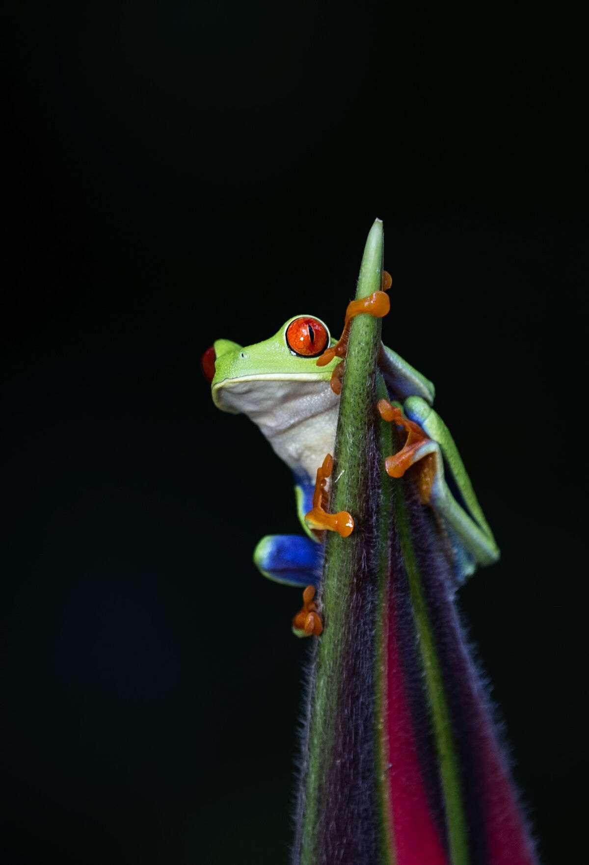 Red-eyed Tree Frog | Animals Wiki | Fandom