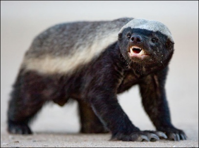 Honey Badger | Animals Wiki | Fandom