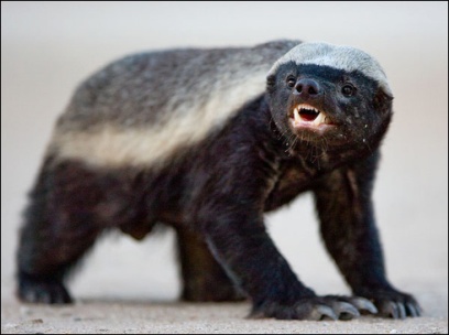 Honey Badger | Animals Wiki | Fandom Honey Badger | Animals Wiki | Fandom