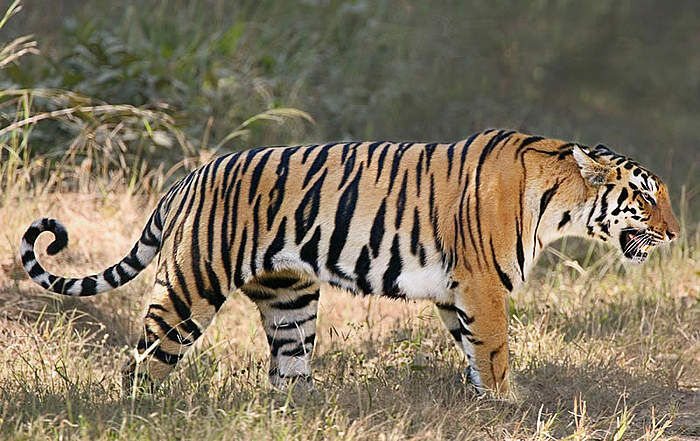 Bengal Tiger, Weird n' Wild Creatures Wiki