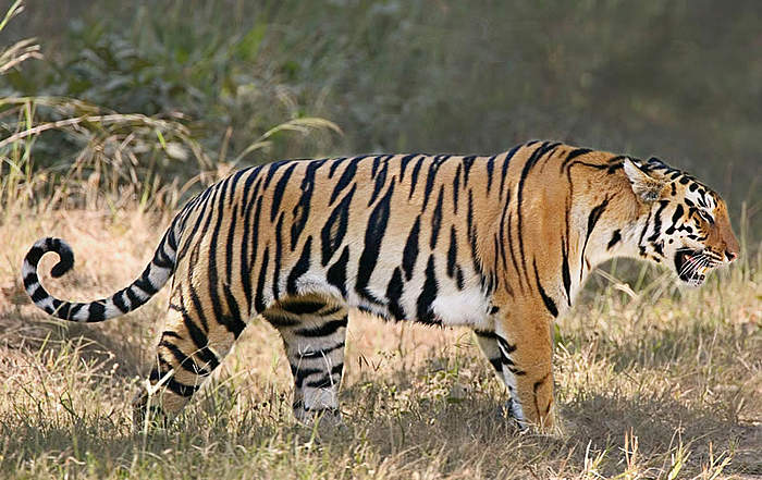 Tiger Eyes — Bengal Tiger by Thomas D. Mangelsen