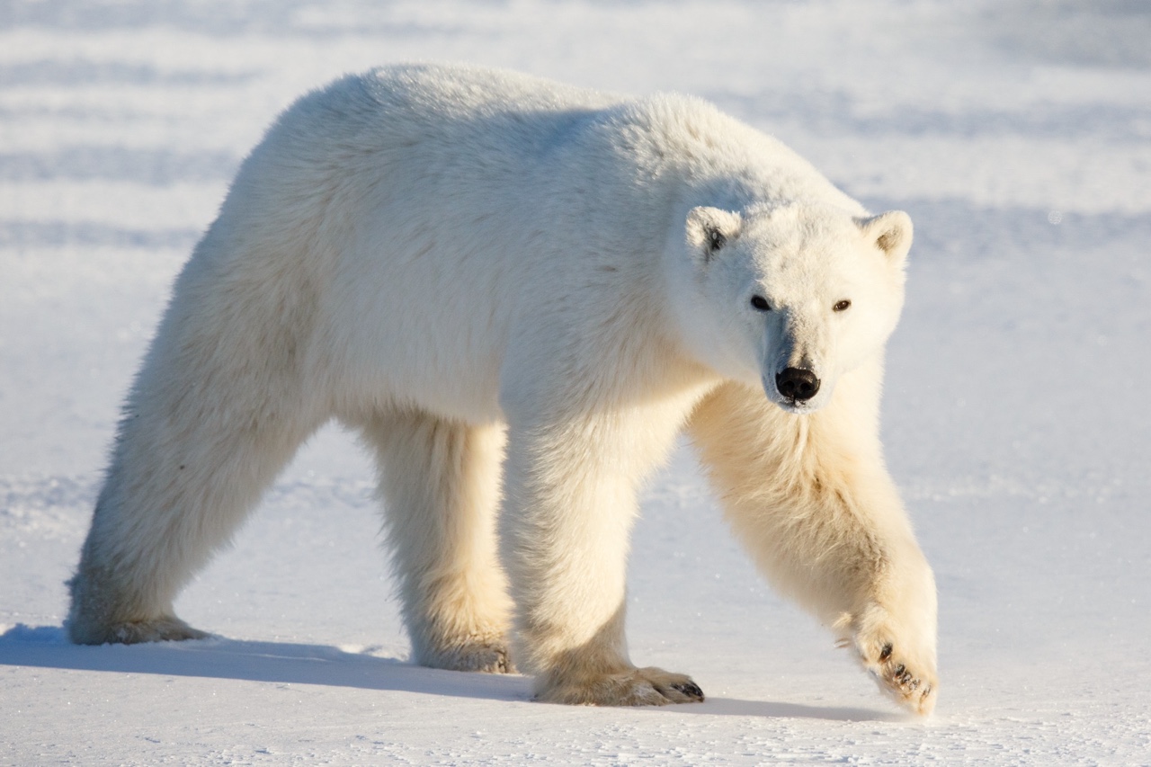 Polar Bear | Animals Wiki | Fandom