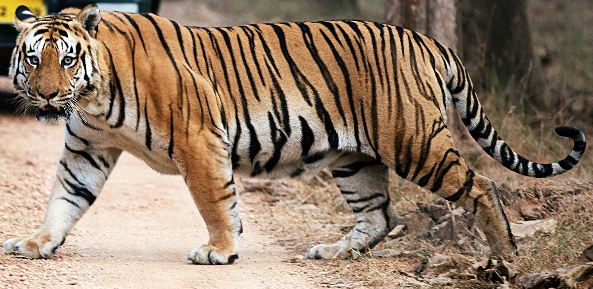 Tiger, Species