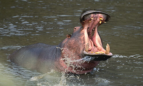 Common Hippopotamus | Animals Wiki | Fandom Common Hippopotamus | Animals Wiki | Fandom