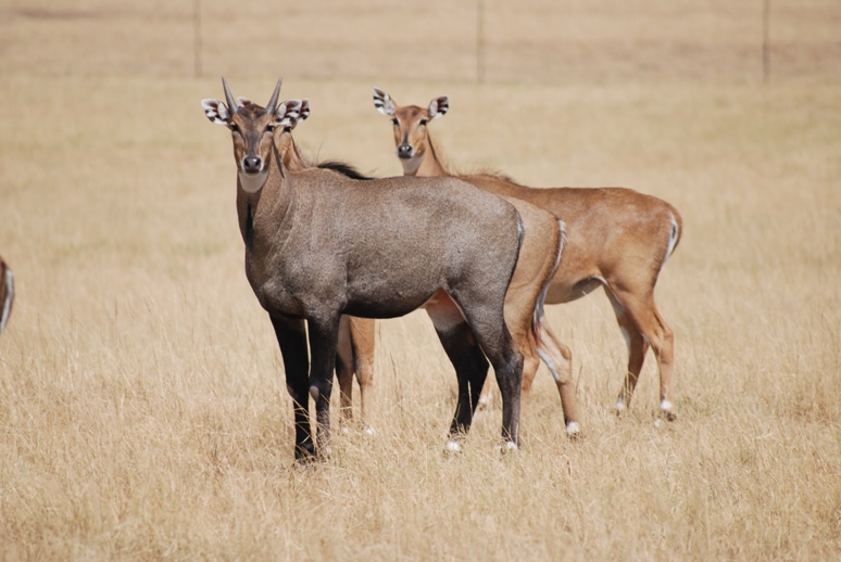 Nilgai | Animals Wiki | Fandom Nilgai | Animals Wiki | Fandom