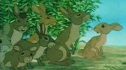 European Rabbit Bbc Animals Wiki Fandom