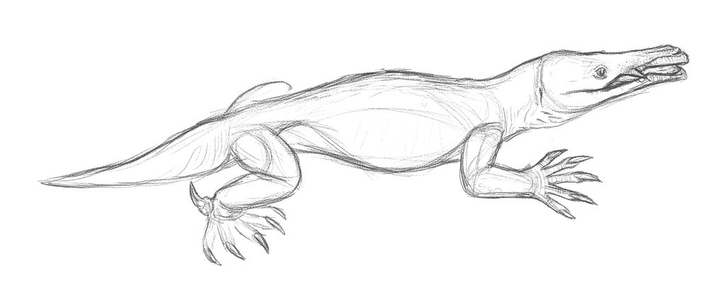 Platypus | All Todays Wiki | Fandom