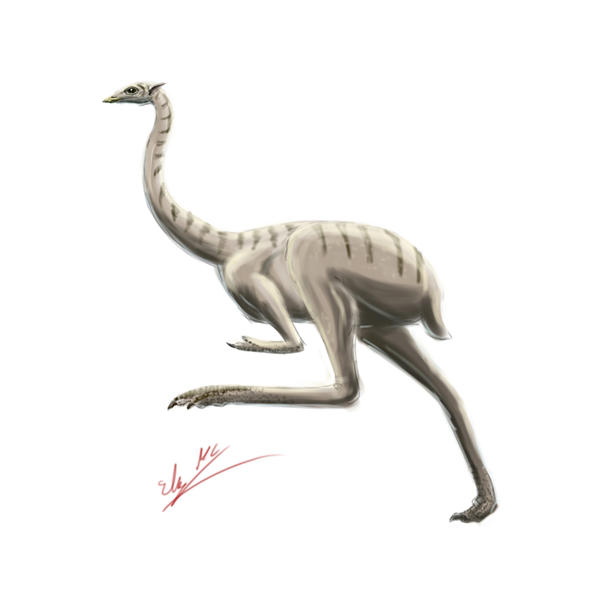 Ostrich | All Todays Wiki | Fandom