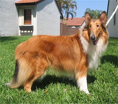 Herding group new arrivals