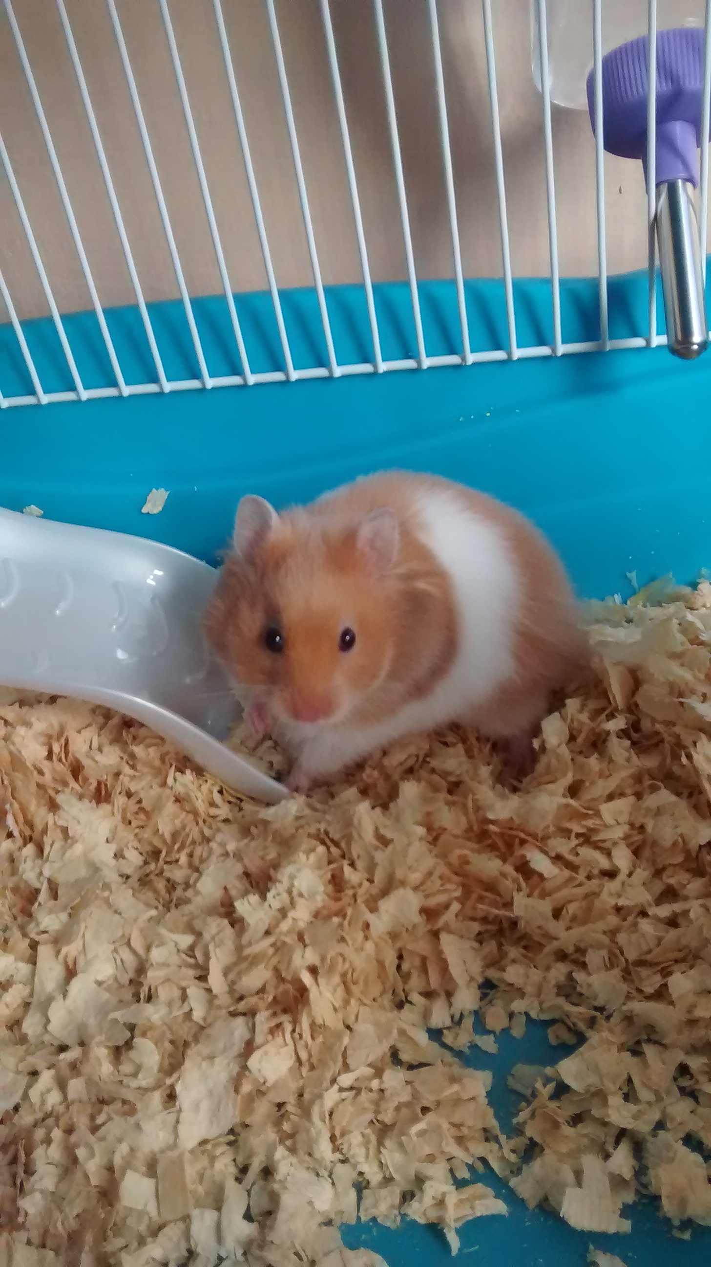 syrian hamster breeds