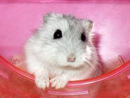 DJUNGARIAN HAMSTER LIFE EXPECTANCY