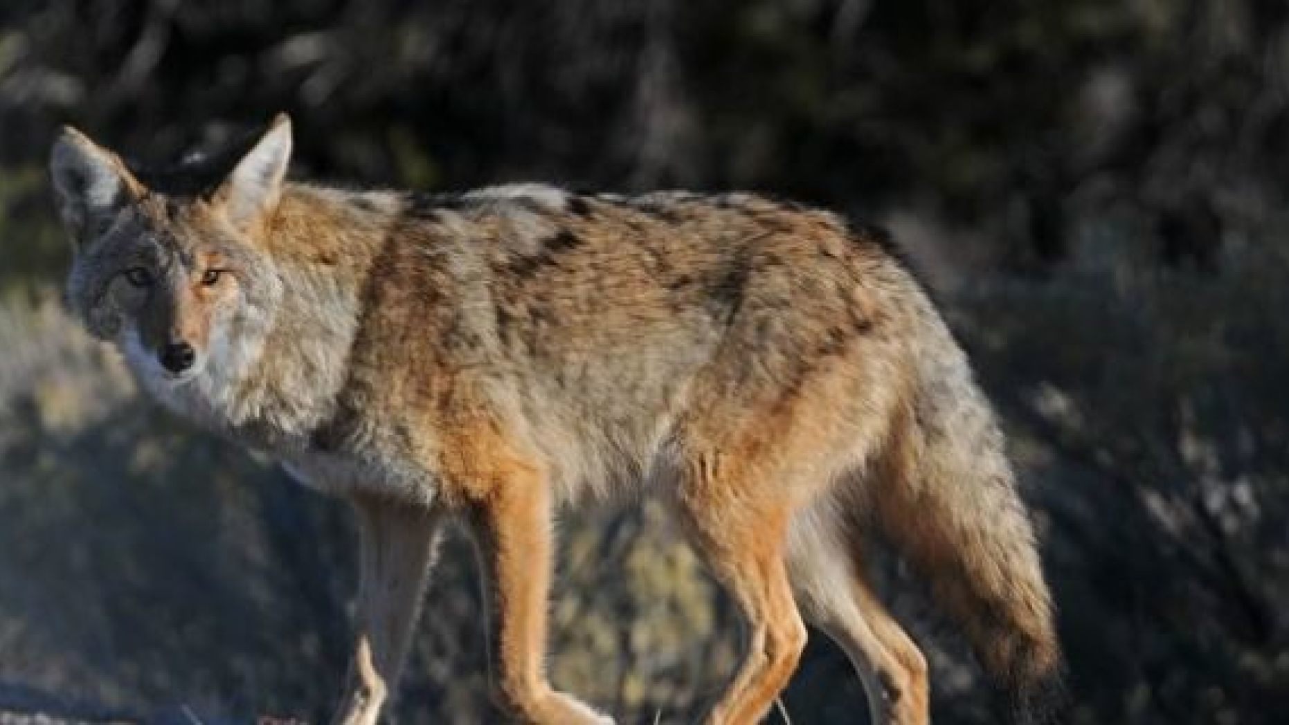 Coyote (Canis latrans) .
