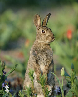 Swamp rabbit - Wikipedia