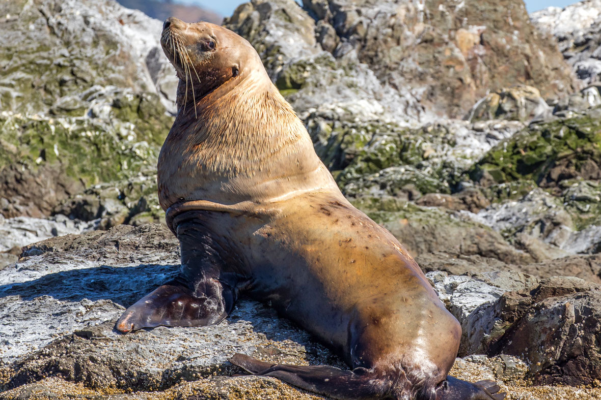 Sea Lion San Diego Zoo Animals & Plants