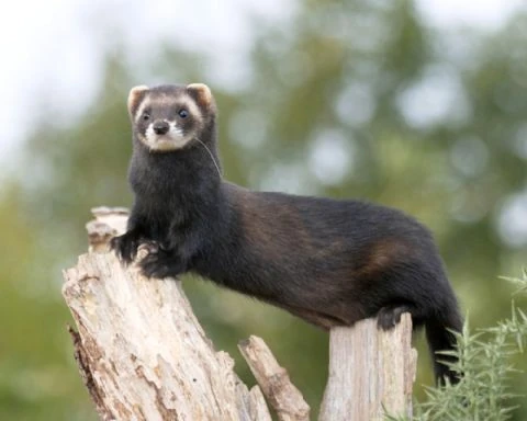 European Polecat | Animals Wiki | Fandom