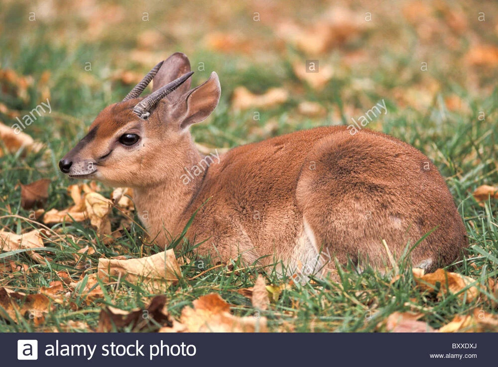 Suni Animals Wiki Fandom