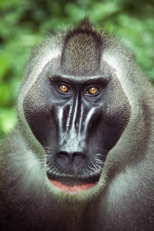 Drill | Animals Wiki | Fandom