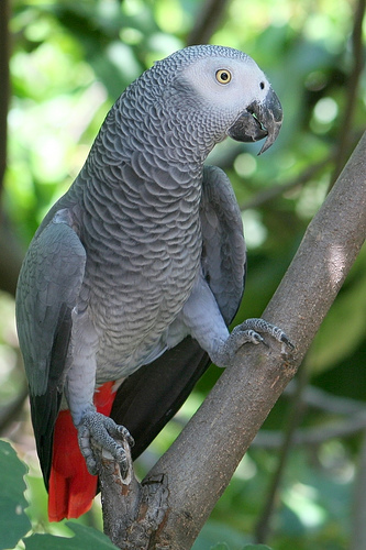 Jako Papagaj