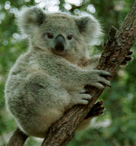 Koala | Állatvilág-wiki | Fandom Koala | Állatvilág-wiki | Fandom