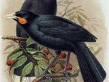 Huia